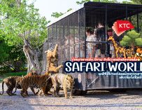 ป้อนอาหารเสือ ยีราฟ ฮิปโป นกน้อยน่ารัก เที่ยวกี่ครั้งก็ไม่เบื่อ Safari World ช่วงนี้เคทีซีมีโปรคะแนนน้อยอร่อยมาก คุ้มเลย ไปกัน…