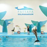 ดูความน่ารักของแมวน้ำและโลมาโดยเทรนเนอร์จากรัสเซีย Pattaya Dolphinarium น้องเก่งและน่ารักมาก ไปกัน…