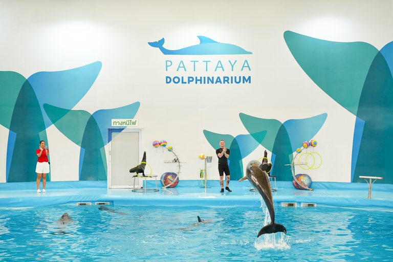 ดูความน่ารักของแมวน้ำและโลมาโดยเทรนเนอร์จากรัสเซีย Pattaya Dolphinarium น้องเก่งและน่ารักมาก ไปกัน…