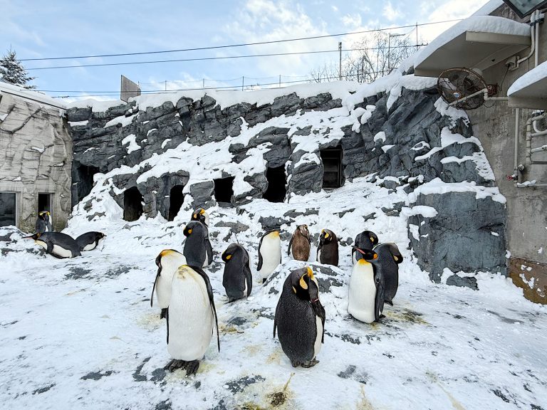 เที่ยวสวนสัตว์ (Asahiyama Zoo) (Part 4) (Day 2) ฮอกไกโดอุณหภูมิ -3.8 องศา ดูสัตว์เมืองหนาวหาดูยาก ทนหนาวกันหน่อยน้า…